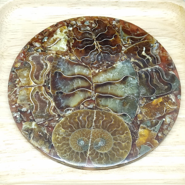 D0061 - Ammonite Display - 11.2cm